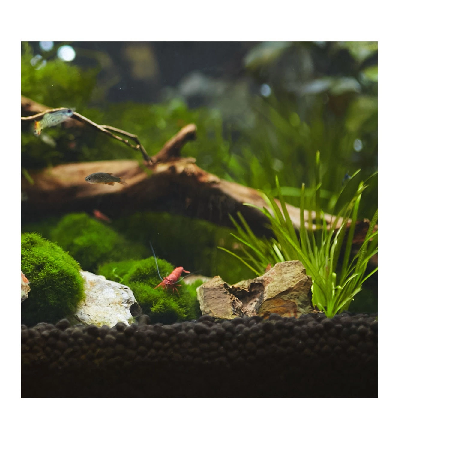 Aquavitro%20Aquasolum%204%20Kg%20Shrimp%20Black%20Soil%20Substrate