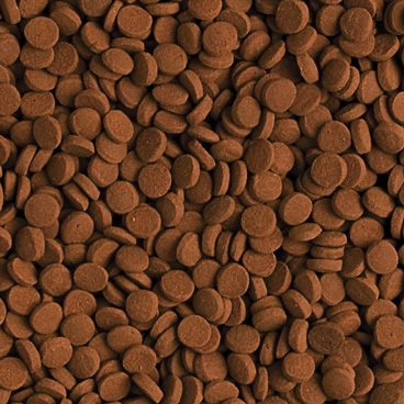 Tropical Carnivore 50 Gram Balık Yemi