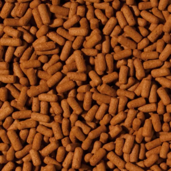 Tropical Cichlid Arowana Large Sticks 100 Gram Açık