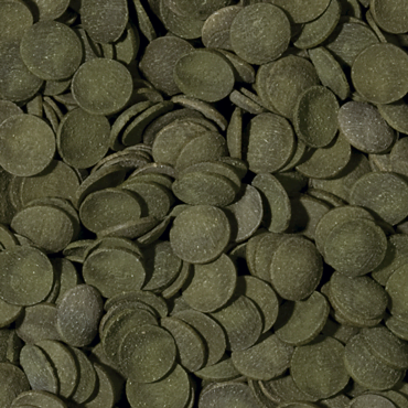 Tropical Green Algae Wafers 250 Gram Balık Yemi
